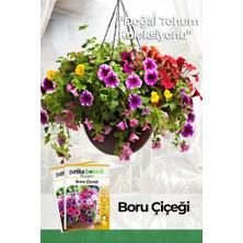 Patika Botanik 100 Adet Boru (Petunya) (Petunia) Çiçek Tohumu