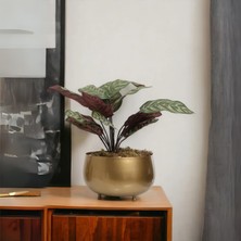 Yaren Style Büyük Eskitme Metal Orkide Saksısı Vazo / Çiçekler Görsel Amaçlı Kullanılmıştır.