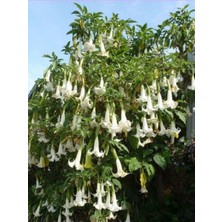 Melek Borusu Brugmansia Sp. Saksıda, Promosyon