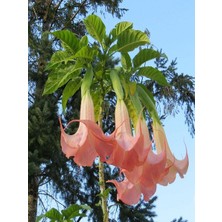 Melek Borusu Brugmansia Sp. Saksıda, Promosyon