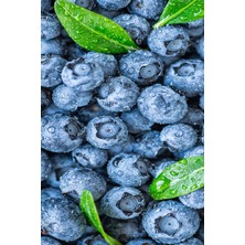Kaplıca Fidancılık 4 Adet - Tüplü Yaban Mersini ( Blue Berry ) Fidanı 2 Yaş