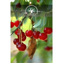 Kaplıca Fidancılık 10 Adet - Yarı Bodur Vişne Fidanı 3 Yaş