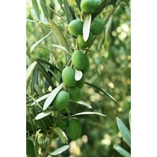 Kaplıca Fidancılık 10 Adet - Sofralık Gemlik Zeytin Fidanı 1 Metre Boy 3 Yaş