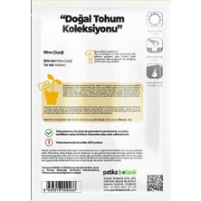 Patika Botanik 50 Adet Mine (Verbena) Çiçek Tohumu