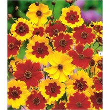 Patika Botanik 100 Adet Kız Gözü (Coreopsis Tinctoria) Çiçek Tohumu