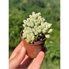 Sukuland Graptopetalum Mendozae Koleksiyonluk Özel Tür Sukulent 5,5cm Saksıda