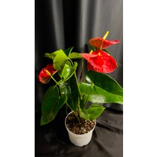 AGAPI Anthurium Turenza- Antoryum Çiçeği DOLGUN FORMLU