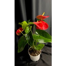 AGAPI Anthurium Turenza- Antoryum Çiçeği DOLGUN FORMLU