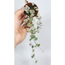 Ceropegia Woodii Variegata (Kalp Kalbe Karşı)