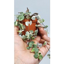 Ceropegia Woodii Variegata (Kalp Kalbe Karşı)