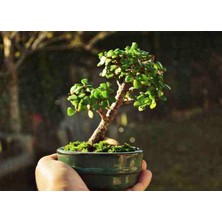 Doğa Garden El Yapımı Beton Saksıda Bonsai  Ara Çiçeği Afra Yeşim Ağacı