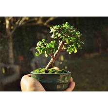 Doğa Garden El Yapımı Beton Saksıda Bonsai  Ara Çiçeği Afra Yeşim Ağacı