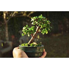 Doğa Garden El Yapımı Beton Saksıda Bonsai  Ara Çiçeği Afra Yeşim Ağacı