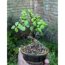Doğa Garden Hediyelik Taş Saksıda Bonsai  Ara Çiçeği Afra Yeşim Ağacı