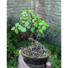Doğa Garden Hediyelik Taş Saksıda Bonsai  Ara Çiçeği Afra Yeşim Ağacı