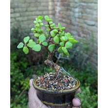 Doğa Garden Hediyelik Taş Saksıda Bonsai  Ara Çiçeği Afra Yeşim Ağacı