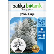 Patika Botanik 30 Adet Dağ (Güvem-Domuz) Eriği Tohumu