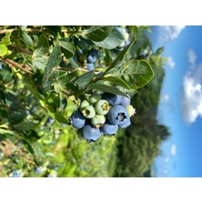 Likhopa Yaban Mersini Marmelatı Şekersiz 190 gr