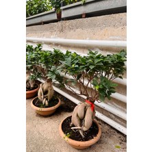 Denizin Garden Ficus Ginseng Bonsai