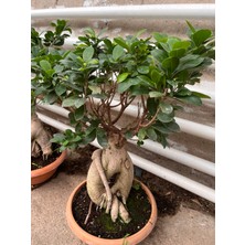 Denizin Garden Ficus Ginseng Bonsai