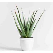 Doğa Garden 5 Yaş Aloevera Dekoratif Taş Saksıda
