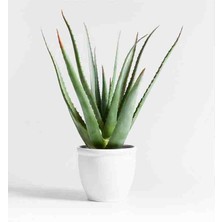 Doğa Garden 5 Yaş Aloevera Dekoratif Taş Saksıda