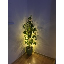 Peri LED Işık - Işık - Süsleme - LED