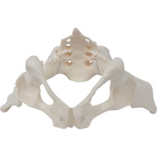 Kayaya Kadın Pelvis Ebe Için Eğ Ekipmanı (Yurt Dışından)