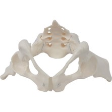 Kayaya Kadın Pelvis Ebe Için Eğ Ekipmanı (Yurt Dışından)