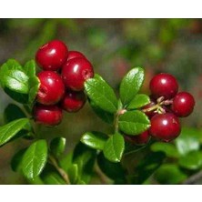 Doğaşık Sağlıklı Turna Yemişi (Cranberry) Fidanı 1-2 Yaşında - Tüplü ve Kolay Yetiştirilen