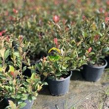 Fidan Sepetim Bodur Alev Çalısı Fidanı (Photinia Fraseri Nana ‘red Robin’)