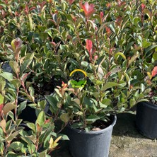 Fidan Sepetim Bodur Alev Çalısı Fidanı (Photinia Fraseri Nana ‘red Robin’)