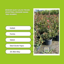 Fidan Sepetim Bodur Alev Çalısı Fidanı (Photinia Fraseri Nana ‘red Robin’)