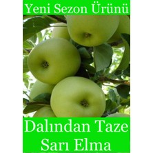 Doğal Köylü Dalından Taze Sarı Elma(Golden) 1kg - Üreticiden, Doğal, Ilaçsız