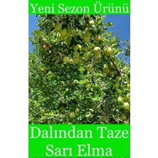 Doğal Köylü Dalından Taze Sarı Elma(Golden) 1kg - Üreticiden, Doğal, Ilaçsız