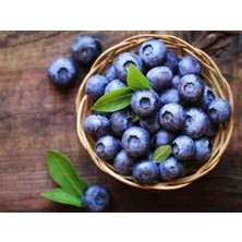 Doğaşık Saksılı Yaban Mersini Fidanı (Vaccinium Corymbosum) - 3 Yaşında Meyve Vermeye Hazır