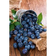 Doğaşık Saksılı Yaban Mersini Fidanı (Vaccinium Corymbosum) - 3 Yaşında Meyve Vermeye Hazır