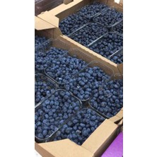 Doğaşık Saksılı Yaban Mersini Fidanı (Vaccinium Corymbosum) - 3 Yaşında Meyve Vermeye Hazır