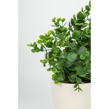 Yapay Çiçekçiniz Yapay Çiçek Beyaz Saksıda Canlı Görünümlü Baby Okaliptus Düğün Süslemeleri İçin