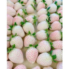 Doğaşık Beyaz Çilek Fidanı (Fragaria) - 1-2 Yaşında Saksılı, Tatlı ve Aromatik Meyveler