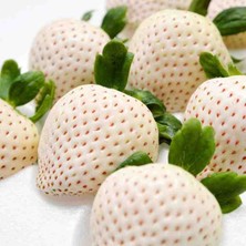 Doğaşık Beyaz Çilek Fidanı (Fragaria) - 1-2 Yaşında Saksılı, Tatlı ve Aromatik Meyveler