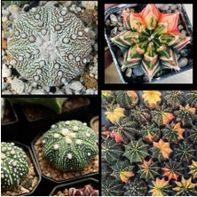 Bade 100 Adet  Karışık Kaktüs Tohumu (Gymnocalycium Gymno ve Astrophytum Astro )