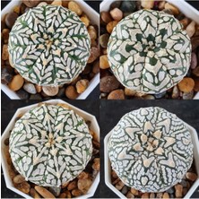 Bade 100 Adet  Karışık Kaktüs Tohumu (Gymnocalycium Gymno ve Astrophytum Astro )