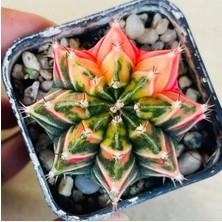 Bade 100 Adet  Karışık Kaktüs Tohumu (Gymnocalycium Gymno ve Astrophytum Astro )