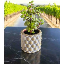 Doğa Çiçekçilik Mini Bonsai Para Ağacı Dekoratif Mini Taşsaksıda