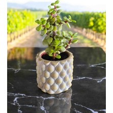 Doğa Çiçekçilik Mini Bonsai Para Ağacı Dekoratif Mini Taşsaksıda