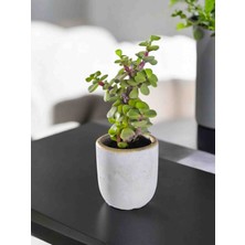 Doğa Garden Mini Bonsai Para Ağacı Dekoratif Beton Saksıda Vvas