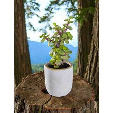 Doğa Garden Mini Bonsai Para Ağacı Dekoratif Beton Saksıda Vvas