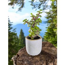 Doğa Garden Mini Bonsai Para Ağacı Dekoratif Beton Saksıda Vvas