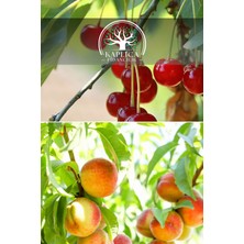 Kaplıca Fidancılık 2 Adet Meyve Fidanı Vişne ve Şeftali 3 Yaş